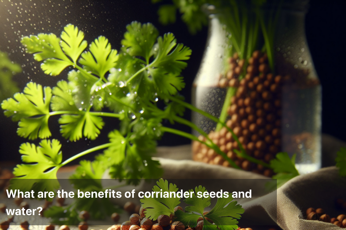 Coriander seeds and fresh coriander leaves in water